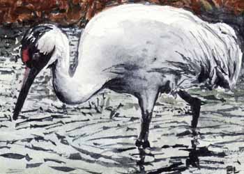 June Award - "Crane" by Beverly Larson, Oregon WI - Watercolor, SOLD